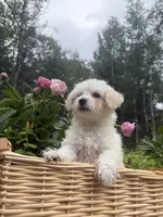 Little Red, a female Maltipoo for sale in Manchester Center, VT – 3 of 10