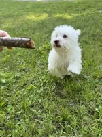 Pink, a male Maltipoo for sale in Manchester Center, VT – 3 of 8
