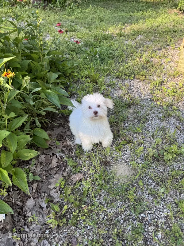 Pink – Maltipoo puppy for sale in Manchester Center, VT