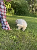 Big Blue, a female Maltipoo for sale in Manchester Center, VT – 6 of 7