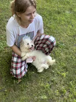 Big Blue, a female Maltipoo for sale in Manchester Center, VT – 5 of 7