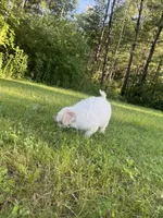 Big Blue, a female Maltipoo for sale in Manchester Center, VT – 7 of 7