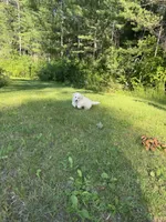 Little Red, a female Maltipoo for sale in Manchester Center, VT – 10 of 10