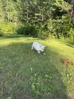 Little Red, a female Maltipoo for sale in Manchester Center, VT – 7 of 10