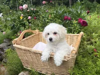 Little Red, a female Maltipoo for sale in Manchester Center, VT – 2 of 10