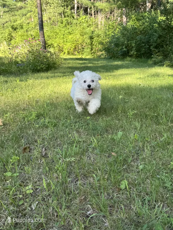 Little Red – Maltipoo puppy for sale in Manchester Center, VT