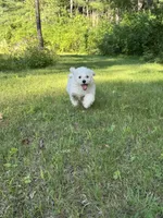 Little Red, a female Maltipoo for sale in Manchester Center, VT – 1 of 10
