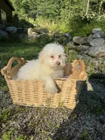 Pink, a male Maltipoo for sale in Manchester Center, VT – 8 of 8