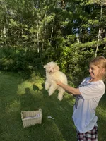 Big Blue, a female Maltipoo for sale in Manchester Center, VT – 4 of 7