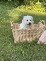 Big Blue, a female Maltipoo for sale in Manchester Center, VT – 3 of 7
