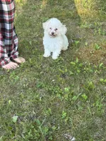 Green, a female Maltipoo for sale in Manchester Center, VT – 3 of 5
