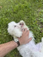 Purple , a female Maltipoo for sale in Manchester Center, VT – 7 of 7
