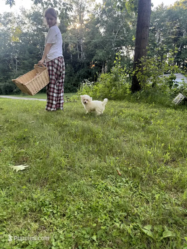 Green – Maltipoo puppy for sale in Manchester Center, VT