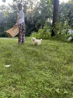 Green, a female Maltipoo for sale in Manchester Center, VT – 1 of 5