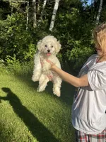 Little Red, a female Maltipoo for sale in Manchester Center, VT – 6 of 10