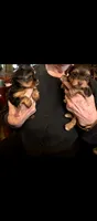 Prince, a male Yorkshire Terrier for sale in Lubbock, TX – 3 of 5