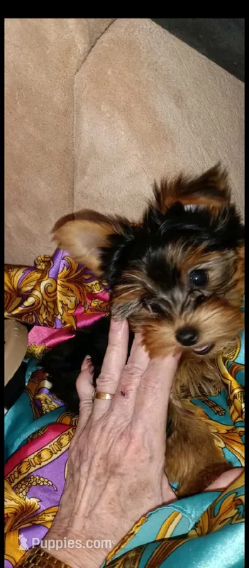 Prince – Yorkshire Terrier puppy for sale in Lubbock, TX