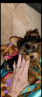 Prince, a male Yorkshire Terrier for sale in Lubbock, TX – 1 of 5