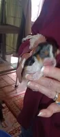 Prince 2, a male Yorkshire Terrier for sale in Lubbock, TX – 3 of 4