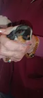 Prince 2, a male Yorkshire Terrier for sale in Lubbock, TX – 1 of 4
