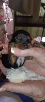 Prince, a male Yorkshire Terrier for sale in Lubbock, TX – 2 of 4