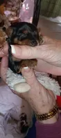 Prince, a male Yorkshire Terrier for sale in Lubbock, TX – 4 of 4
