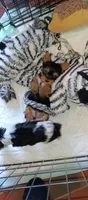 Prince, a male Yorkshire Terrier for sale in Lubbock, TX – 2 of 5