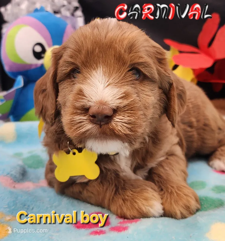 Carnival time – Labradoodle, Australian Labradoodle puppy for sale in Wrightwood, CA