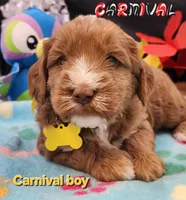 Carnival time, a male Labradoodle and Australian Labradoodle for sale in Wrightwood, CA – 1 of 6