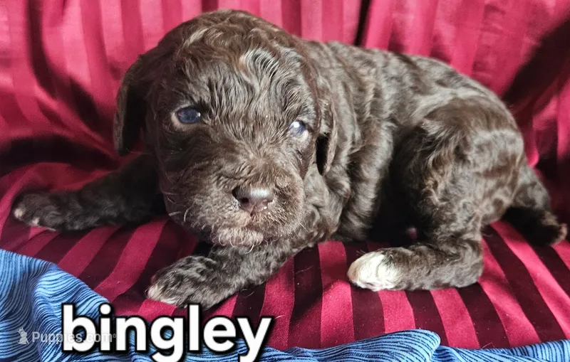 Mr Bingley from jane Austen litter – Labradoodle, Australian Labradoodle puppy for sale in Wrightwood, CA