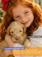 Captain Wentworth from jane Austen litter, a male Labradoodle and Australian Labradoodle for sale in Wrightwood, CA – 2 of 10