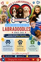 Coming JUNE 2026, a  Labradoodle and Australian Labradoodle for sale in Anaheim, CA – 1 of 10