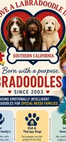 Toffie , a female Labradoodle for sale in Wrightwood, CA – 5 of 6