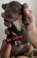 Mr DARCY from the Jane Austen litter, a male Labradoodle and Australian Labradoodle for sale in Wrightwood, CA – 3 of 7