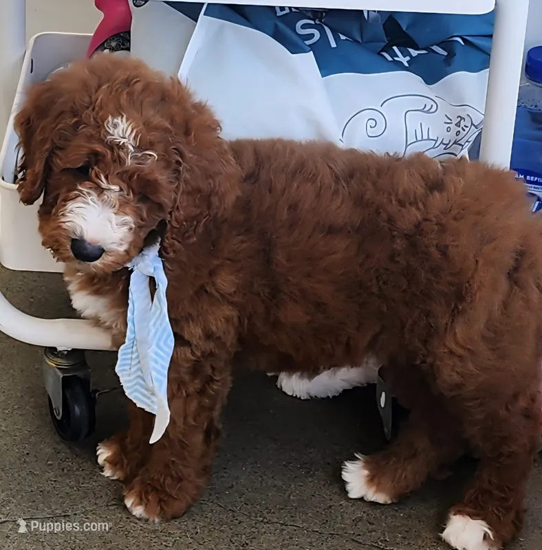 Toffie  – Labradoodle puppy for sale in Wrightwood, CA