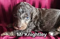 Mr Knightley from Jane Austen litter, a male Australian Labradoodle for sale in Wrightwood, CA – 1 of 6