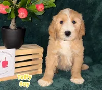 Taffy, a male Labradoodle for sale in Wrightwood, CA – 2 of 4