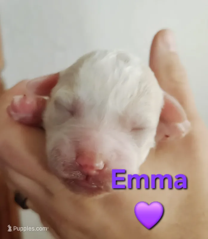 Emma from jane Austun litter – Labradoodle, Australian Labradoodle puppy for sale in Wrightwood, CA