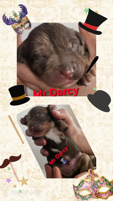 Mr DARCY from the Jane Austen litter – Labradoodle, Australian Labradoodle puppy for sale in Wrightwood, CA