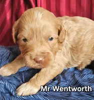 Captain Wentworth from jane Austen litter, a male Labradoodle and Australian Labradoodle for sale in Wrightwood, CA – 6 of 10
