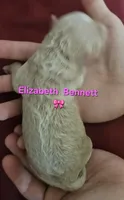 Elizabeth Benny from the Jane Austen Litter, a female Labradoodle and Australian Labradoodle for sale in Wrightwood, CA – 3 of 6