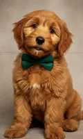 Honey Crisp, a male Labradoodle for sale in Anaheim, CA – 1 of 10