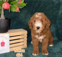 Toffie , a female Labradoodle for sale in Wrightwood, CA – 6 of 6
