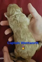 Captain Wentworth from jane Austen litter, a male Labradoodle and Australian Labradoodle for sale in Wrightwood, CA – 4 of 7