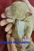 Captain Wentworth from jane Austen litter, a male Labradoodle and Australian Labradoodle for sale in Wrightwood, CA – 3 of 7