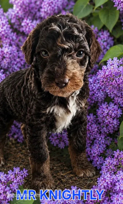Mr Knightley from Jane Austen litter – Labradoodle, Australian Labradoodle puppy for sale in Wrightwood, CA