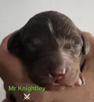 Mr Knightley from Jane Austen litter, a male Labradoodle and Australian Labradoodle for sale in Wrightwood, CA – 2 of 7