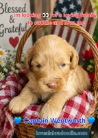 Captain Wentworth from jane Austen litter, a male Labradoodle and Australian Labradoodle for sale in Wrightwood, CA – 3 of 10