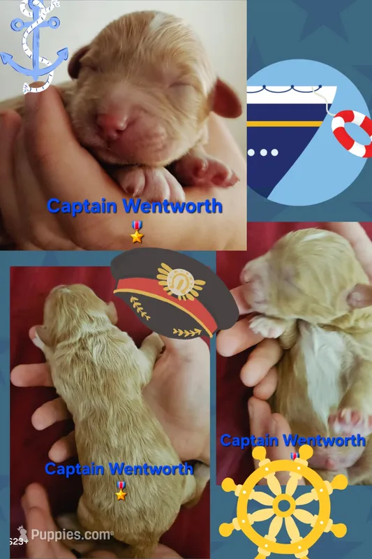 Captain Wentworth from jane Austen litter – Labradoodle, Australian Labradoodle puppy for sale in Wrightwood, CA