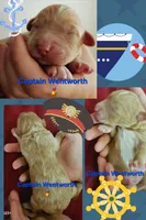 Captain Wentworth from jane Austen litter, a male Labradoodle and Australian Labradoodle for sale in Wrightwood, CA – 1 of 7